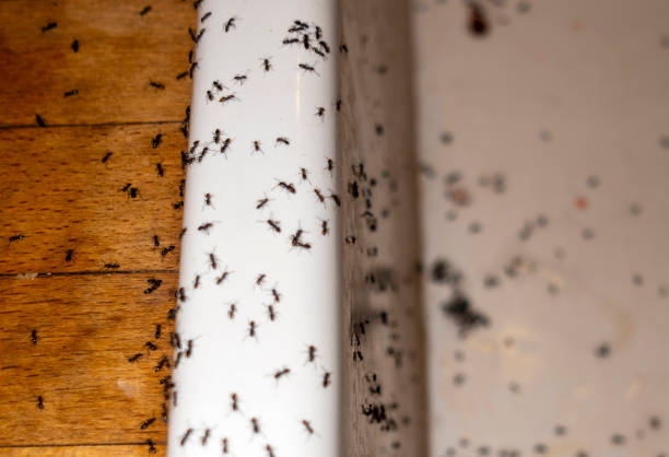 Best Best Pest Control Near Me  in Center Point, TX